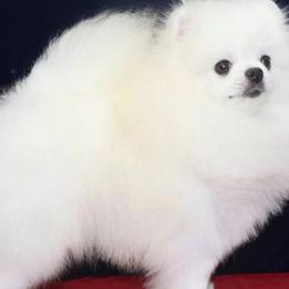 Dahlia - Pomeranian