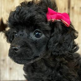 Poodles and Toy Australian Shepherds from McClain Ranch