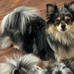 CKC Layla - Pomeranian