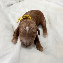 Lucy - Red  female Goldendoodle puppy in Stratford, New Jersey from Meadow Lark Doodles