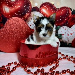 Girl 1   4300 - Black tan and white female Biewer Terrier puppy in Nicholls, Georgia from Southeast Biewers