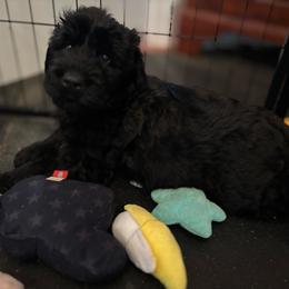 Oscar - Pepper and salt male Giant Schnauzer puppy in Noblesville, Indiana from Stratton House Kennels