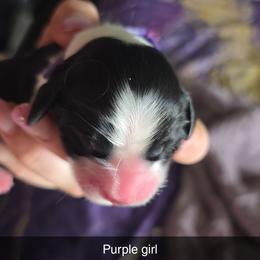 Girl 3 - Black and white female English Springer Spaniel puppy in Crockett, Texas from Obsidian Rose