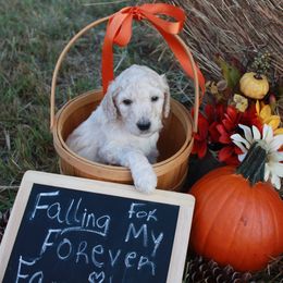 Poodle Puppies from Country Road Homestead