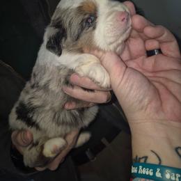 Blue Merle girl 3 - Blue merle female Toy Australian Shepherd puppy in Madisonville, Tennessee from LaRose Farm & Kennels