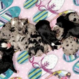 Miniature Australian Shepherd Puppies from Broken T Australian Shepherds