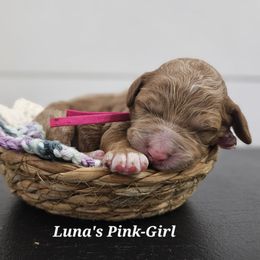 Pink - Red female Labradoodle puppy in Payson, Utah from Utah County Labradoodles