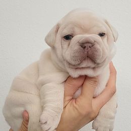 Boy 1 - White French Bulldog puppy in Spring Creek, Nevada from Nevada Frenchie Co.