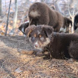 Girl 2 - Miniature Australian Shepherd puppy from HaVen Homestead Miniature Australian Shepherds
