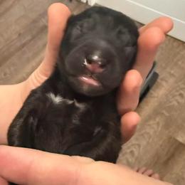Orange - Fawn sable male Belgian Malinois puppy in Boise, Idaho from Wings of Freedom Retrievers and Malinois