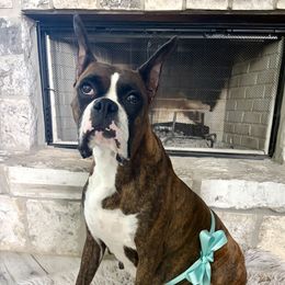 Daisy - Boxer