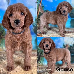 Goose - Red  male Poodle puppy in Swansboro, North Carolina from Monarch Standard Poodles