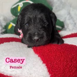 Casey - Black female Labradoodle puppy in Beecher, Illinois from Erica’s Doodles
