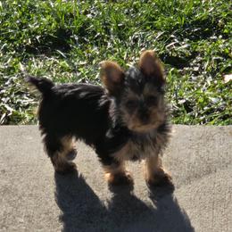 Tango - Black and tan male Yorkshire Terrier puppy in Grafton, West Virginia from Gemstone Kennel