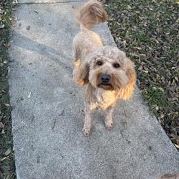 Winter - Goldendoodle