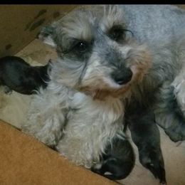 Labradoodle, Miniature Schnauzer, and Poodle Puppies from Orange Blossom Kennel