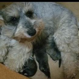 Labradoodle, Miniature Schnauzer, and Poodle Puppies from Orange Blossom Kennel
