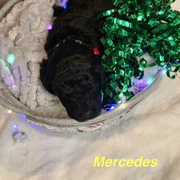 Mercedes - Apricot female Goldendoodle puppy in Sanderson, Florida from Serenity Goldendoodles