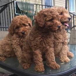 Goldendoodles from Mini Missions Pups