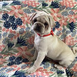 Yorrick - White male Pug puppy in Ferrum, Virginia from Menagerie Magnifique Pugs & Boston Terriers