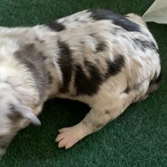 Aussiedoodles from Saving Grace K9 Training