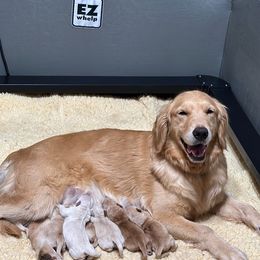 Golden Retriever puppies from 4 Paws and Family Golden Retrievers