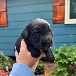 Gerald - male Australian Mountain Doodle puppy in Blue Springs, Missouri from Jeanie’s Doodles