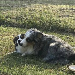 Miniature Australian Shepherds from Wild Arrow Aussies