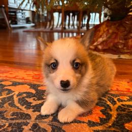 White collar male - Red male Pembroke Welsh Corgi puppy in Grantsville Md, Maryland from Standing Oaks Kennel