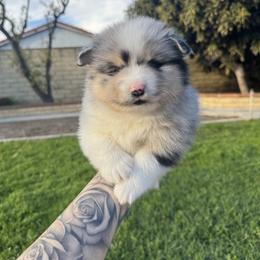 Soju - Merle male Pomsky puppy in Orange County, California from Pomsky Playpen