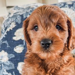 Goldendoodles from Patriot Lane Pups