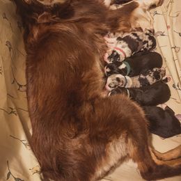 Australian Shepherd Puppies from Kelly Krew Aussies