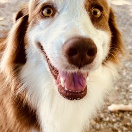 Malibu - Australian Shepherd