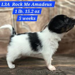 L3A Rock Me Amadeus - White black and tan male Papillon puppy in Davenport, Washington from Lovely Ladies and Little Asses Miniature Equines (L3A Pomeranians & Papillons)