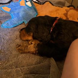 Boy 1 - Black and tan male Gordon Setter puppy in New Richmond, Ohio from Carol Schottelkotte