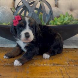 Eleven - Tri-color female Bernedoodle puppy in Cartersville, Georgia from Simply Blessed Doodles