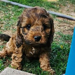 Zues - Merle male Cockapoo puppy in Indiahoma, Oklahoma from Phamily Doodles
