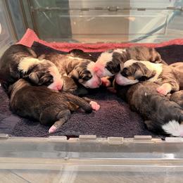 Girl 3 - Black, white and red female Greater Swiss Mountain Dog puppy in Knoxville, Maryland from Dahlgren Swissys