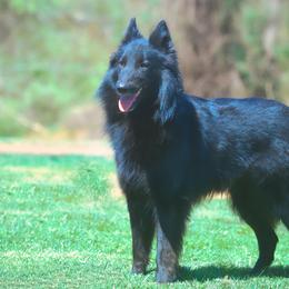 Raquel - Belgian Tervuren