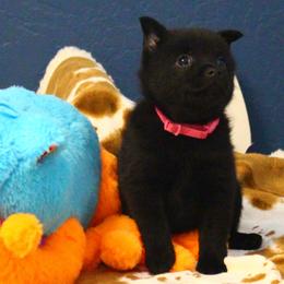 Dk. Pink girl - Black female Schipperke puppy in Grants Pass, Oregon from Walking Hart Schipperkes