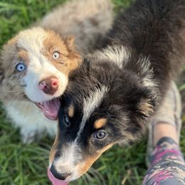 Australian Shepherd and Miniature Australian Shepherd Puppies from Integrity Aussies Tx