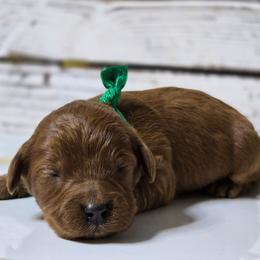 Rusty - Red  male Goldendoodle puppy in Austin, Texas from Austin Doodles & Poodles