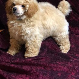 Poodle Puppies from Boyd’s Toy Poodles