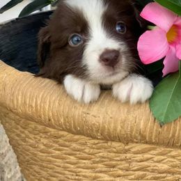 Miniature Australian Shepherds from C4 Australian Shepherds