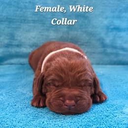 Oreo - Chocolate female Labrador Retriever puppy in Caledonia, Ohio from 7Cs Labs