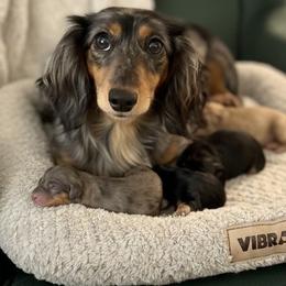 Pepper - Dachshund