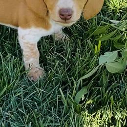 Dachshund Puppies from Kelly's Doxies