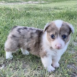 Liberty - White and fawn female Pembroke Welsh Corgi puppy in Axtell, Nebraska from Lost Creek Corgis