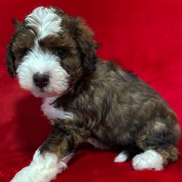Bogie (Humphrey Bogart) - Tri-color male Bernedoodle puppy in Bradenton, Florida from Peanut Butter Doodles