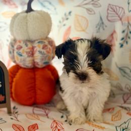 Buzz- Price 2700 - Liver male Miniature Schnauzer puppy in Trinity, Texas from CBR Mini Dachshunds